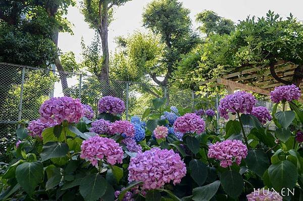 20180604-DSC_7153.jpg