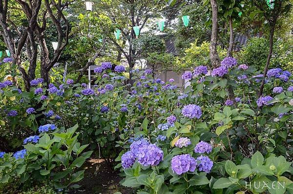 20180604-DSC_7145.jpg