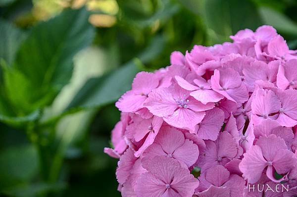 20180604-DSC_7167.jpg