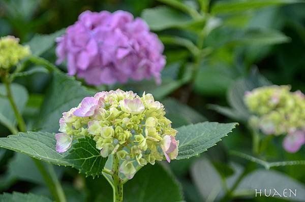 20180604-DSC_7169.jpg