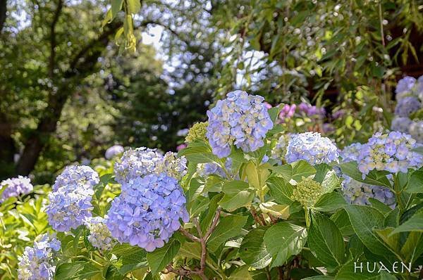 20180608-DSC_7376.jpg