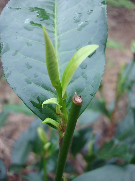 陳冠正大雁村紅玉茶園 115.jpg