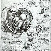 220px-Leonardo_da_Vinci_Studies_of_Embryos