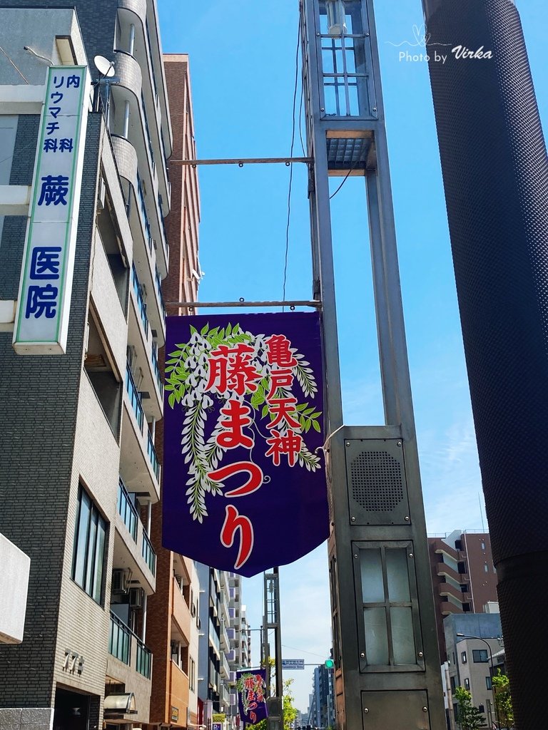景點｜龜戶天神社－東京紫藤花季