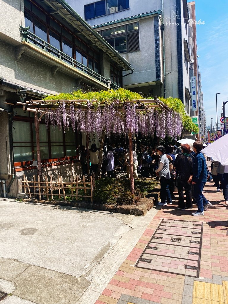 景點｜龜戶天神社－東京紫藤花季