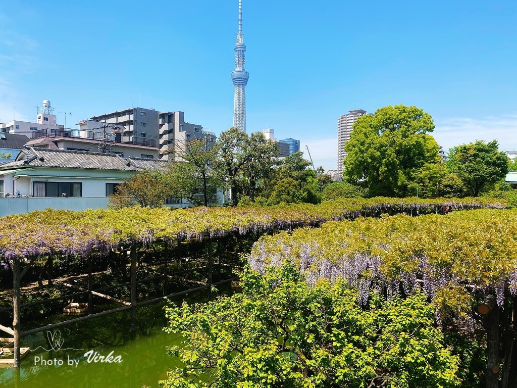 景點｜龜戶天神社－東京紫藤花季