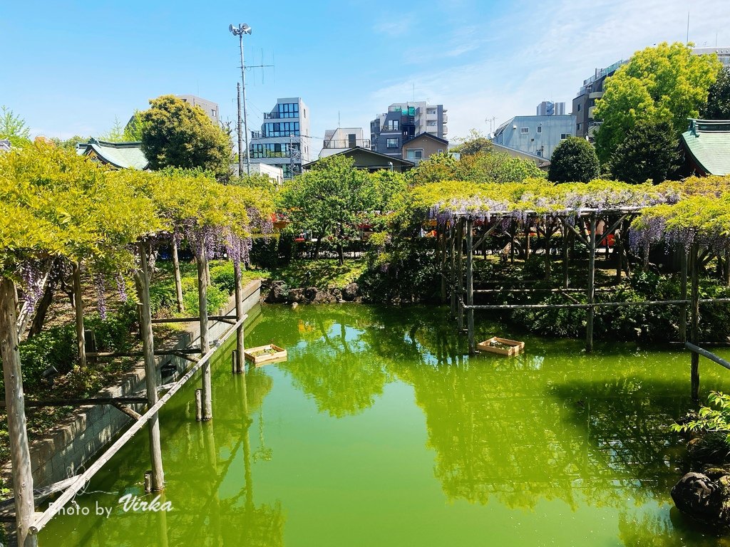 景點｜龜戶天神社－東京紫藤花季