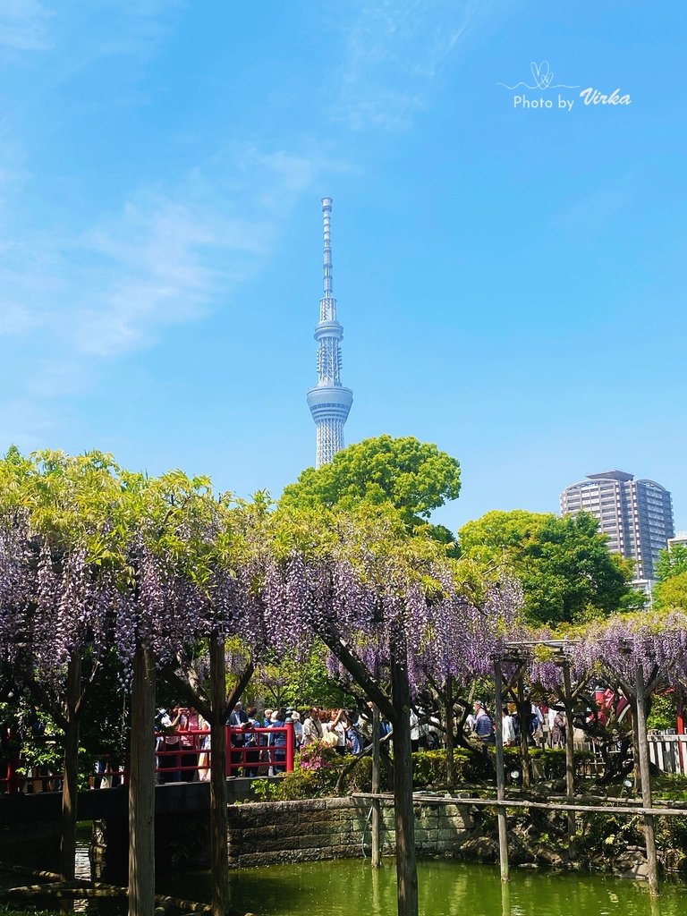 景點｜龜戶天神社－東京紫藤花季