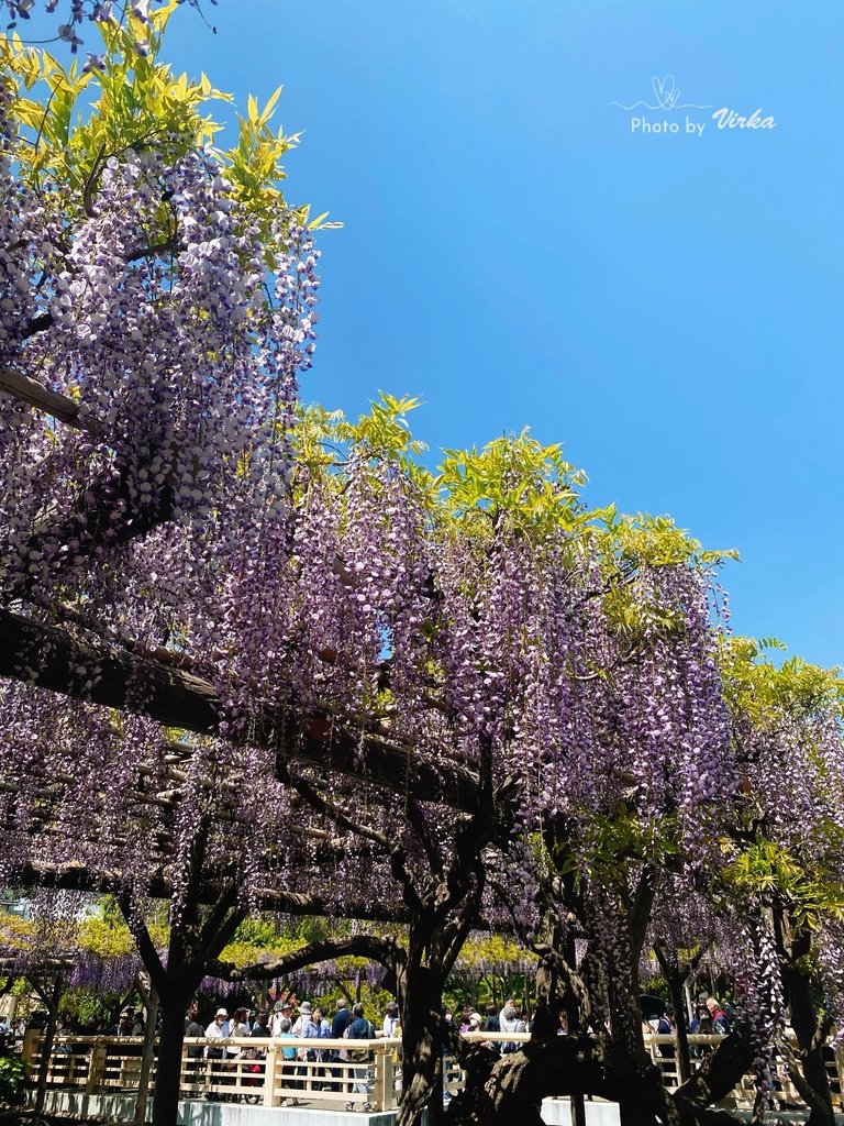 景點｜龜戶天神社－東京紫藤花季