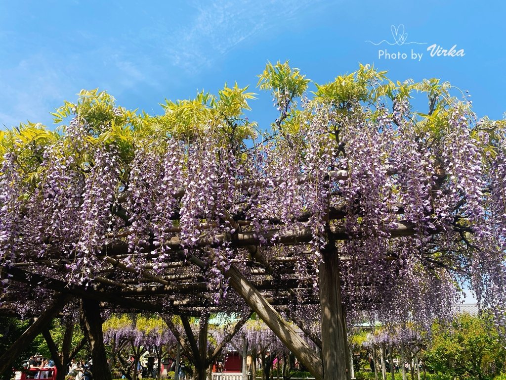 景點｜龜戶天神社－東京紫藤花季