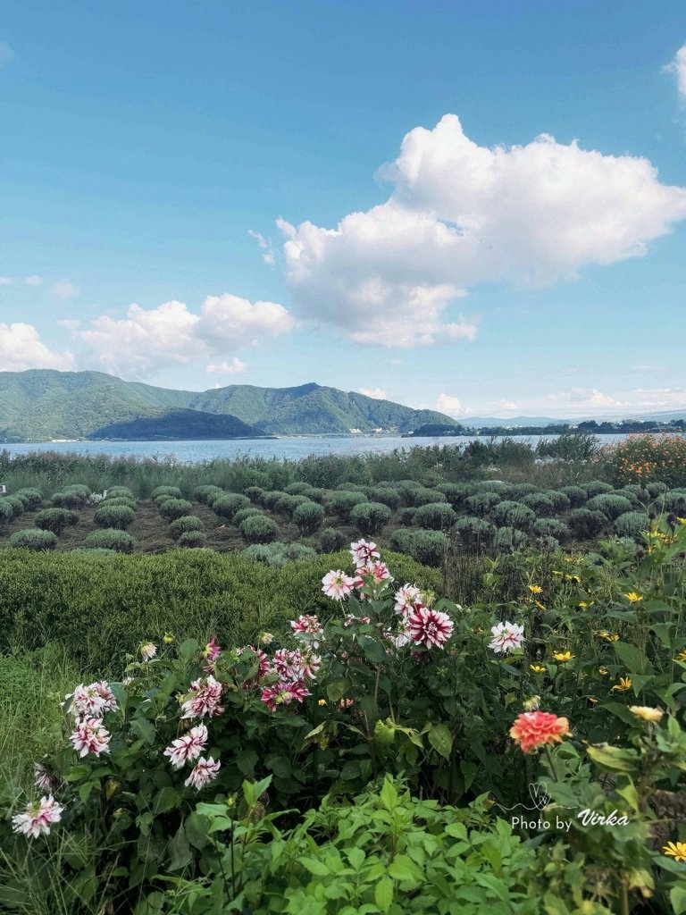 交通｜河口湖環湖周遊巴士與景點