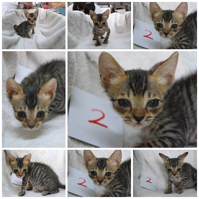 cats-2.jpg