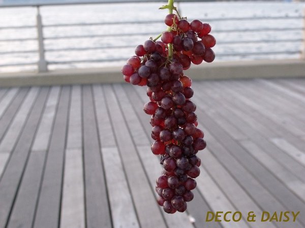 DSCF2292-1.JPG
