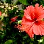 101809新豐花海21.jpg