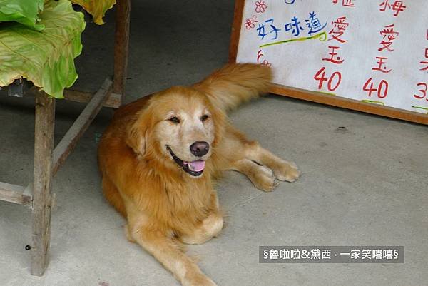圖片39