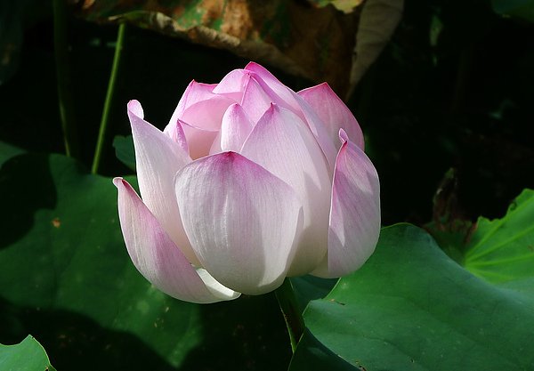 P1010044-1.jpg