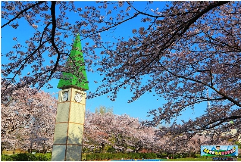 日本東京櫻花景點！猿江恩賜公園！可拍到晴空塔櫻花的合影美景！