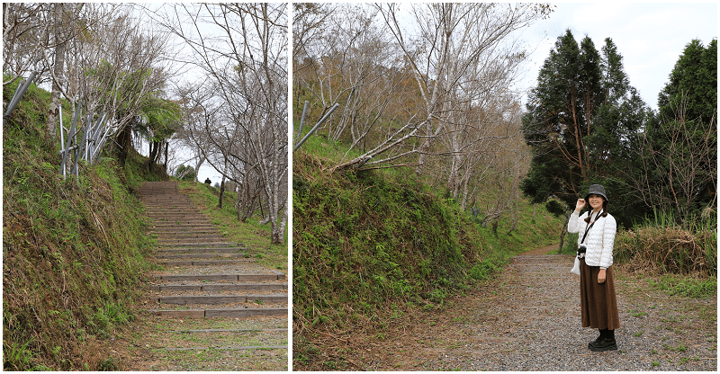 高雄2025桃源櫻花季！寶山二集團櫻花公園！原味市集美食吃透