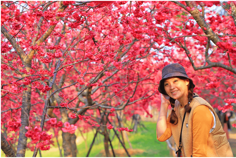 台中櫻花2025！中科崴立櫻花公園八重櫻盛開啦！照片為202