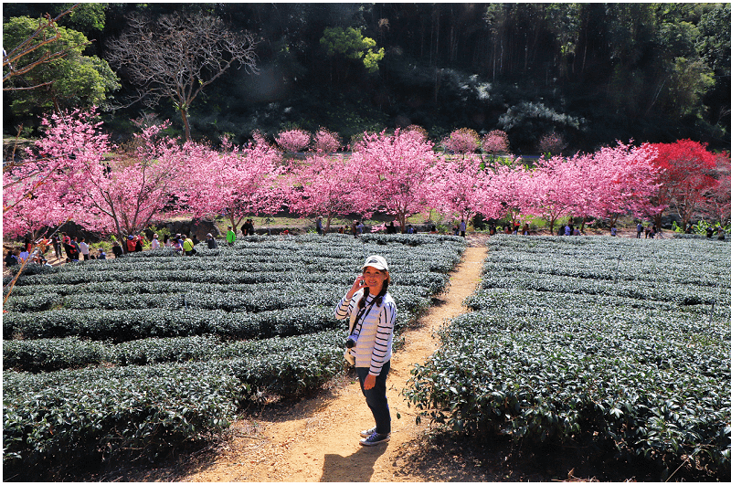 2025雲林草嶺石壁櫻花季！石壁美人谷紅粉佳人櫻花盛開！超夢