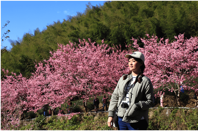 2025雲林草嶺石壁櫻花季！石壁美人谷紅粉佳人櫻花盛開！超夢