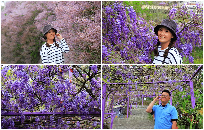 2025瑞里紫藤花季！瑞里山城紫藤花開！徜徉紫色浪漫花海！去