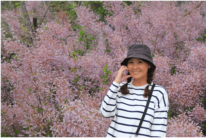 2025瑞里紫藤花季！瑞里山城紫藤花開！徜徉紫色浪漫花海！去