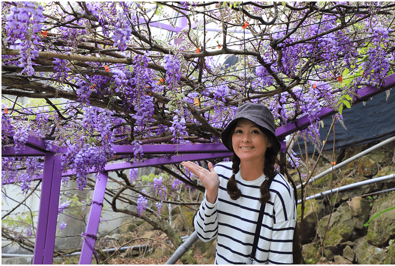 2025瑞里紫藤花季！瑞里山城紫藤花開！徜徉紫色浪漫花海！去