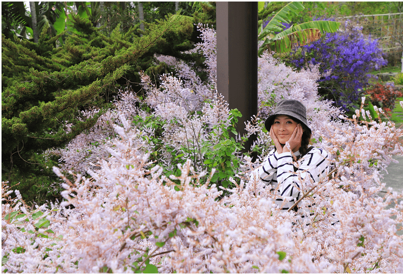 2025瑞里紫藤花季！瑞里山城紫藤花開！徜徉紫色浪漫花海！去