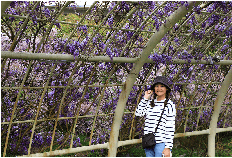 2025瑞里紫藤花季！瑞里山城紫藤花開！徜徉紫色浪漫花海！去