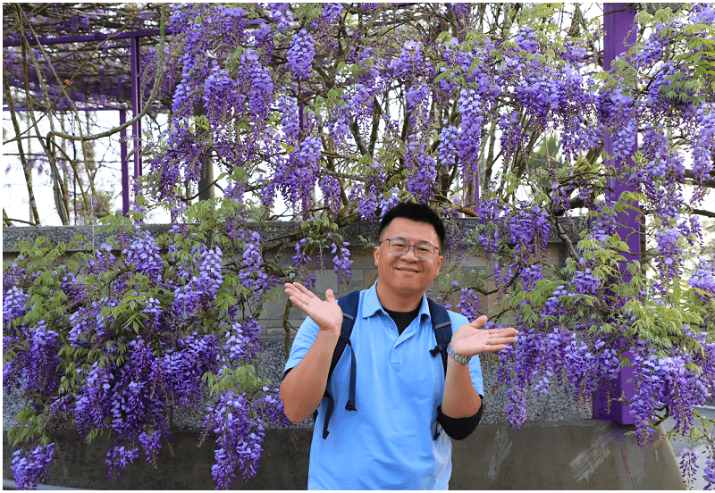 2025瑞里紫藤花季！瑞里山城紫藤花開！徜徉紫色浪漫花海！去