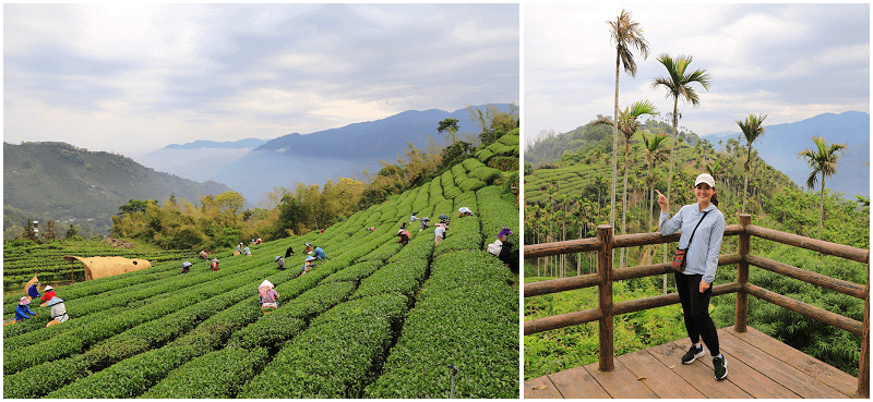 雲林後棟仔山！綿延茶園山景好療癒！海拔約1,000公尺！順走