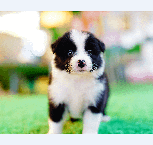 邊境牧羊犬愛貝犬舍2024.5.6一胎
