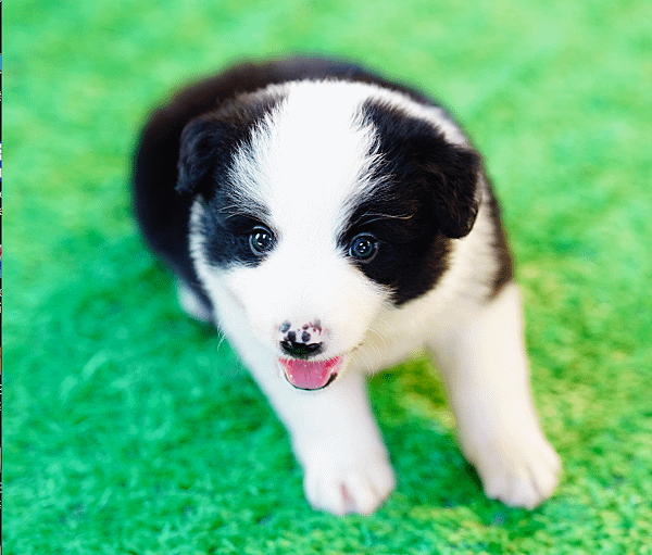 邊境牧羊犬愛貝犬舍2024.5.7一胎