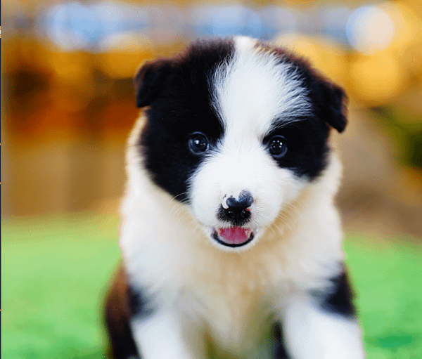 邊境牧羊犬愛貝犬舍2024.5.7一胎