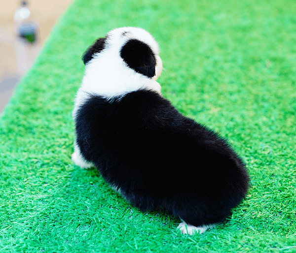 邊境牧羊犬愛貝犬舍2024.5.7一胎