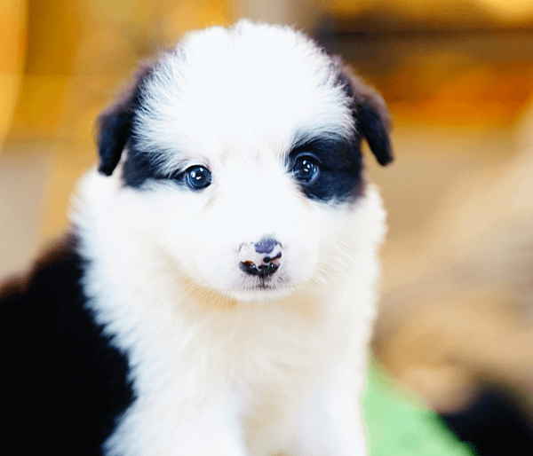 邊境牧羊犬愛貝犬舍2024.5.7一胎