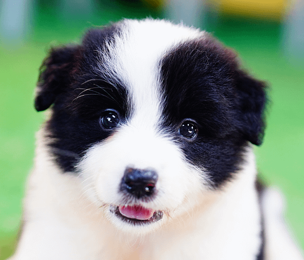 邊境牧羊犬愛貝犬舍2024.5.7一胎