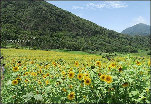 sunflower2