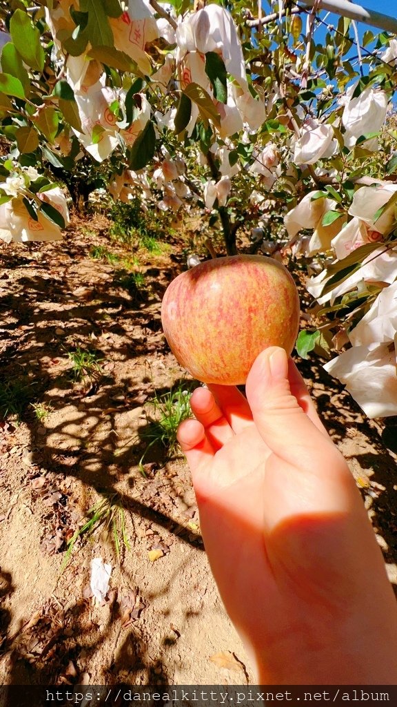 深秋~ 松廬 落羽松紅了!~ 梨山 福壽山農場~陽薰果園 採