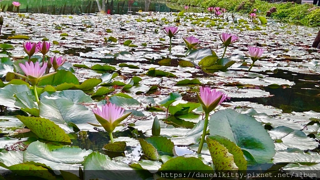 台中~太平苗圃 落羽松 秘境~生之頌