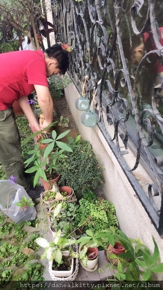 家裡的錫葉藤~開花了!!!