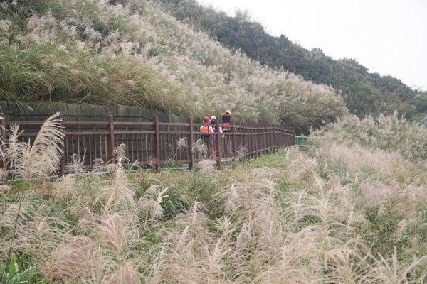 往茶壺山沿途也都是秋芒
