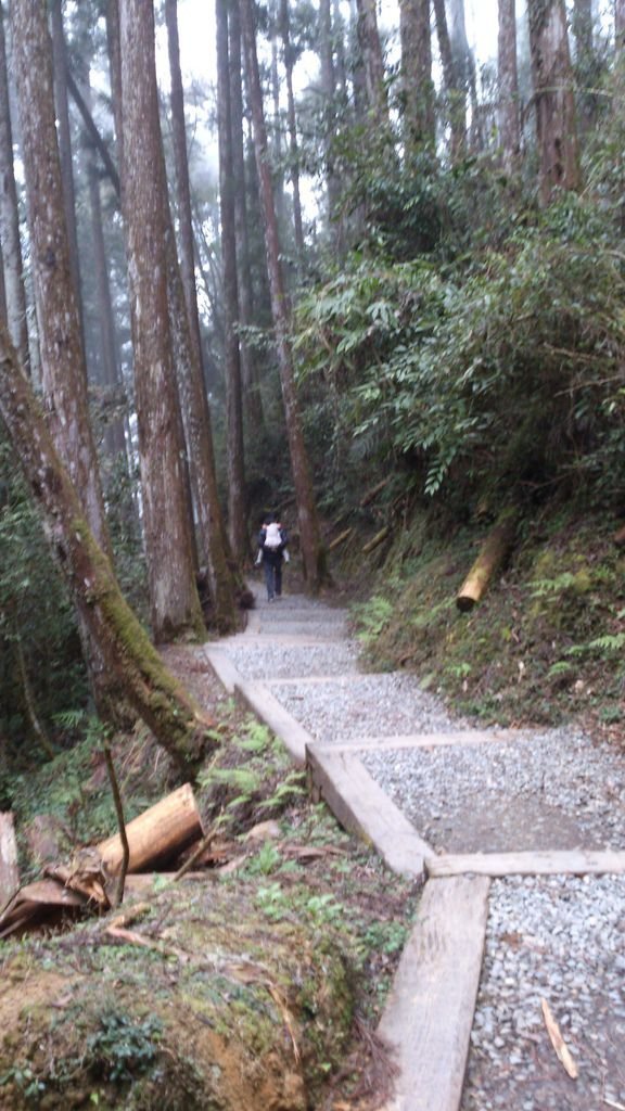 杉樹林步道