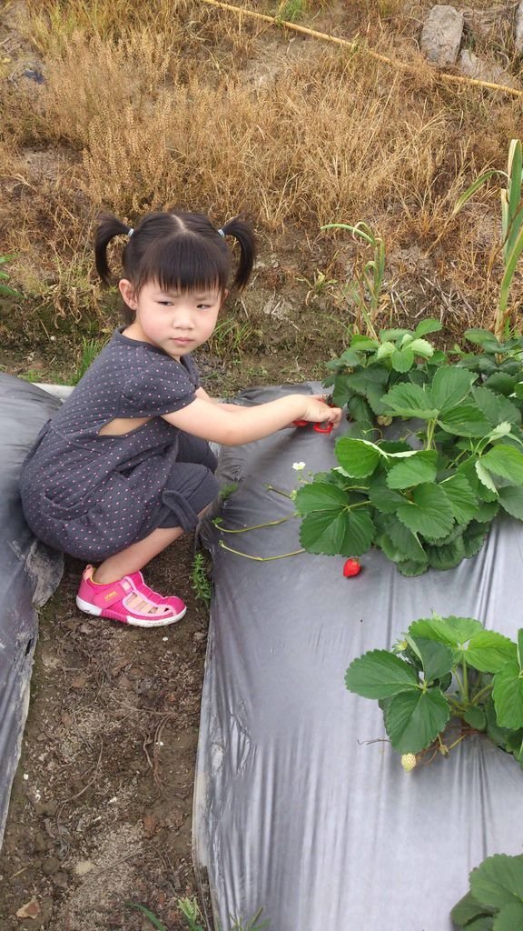 苗栗 大湖草莓 採草莓