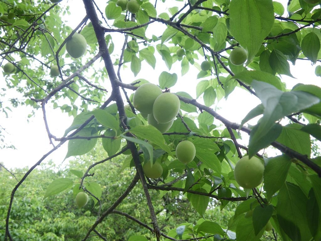 霍俄索溪溯登新望嶺_0043_2011-3-23 上午 10-40-48.JPG