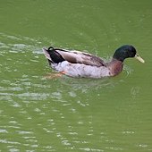 八德生態公園-生態全紀錄(動物、植物等)