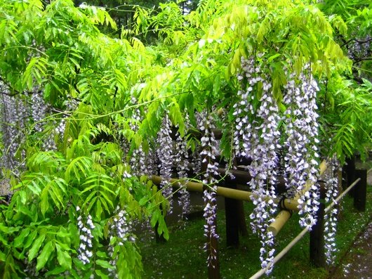 藤花