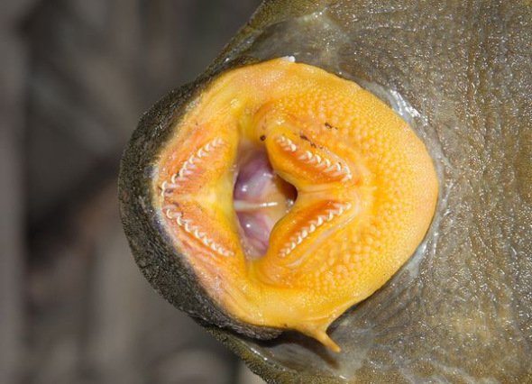 食木甲鯰魚003.jpg