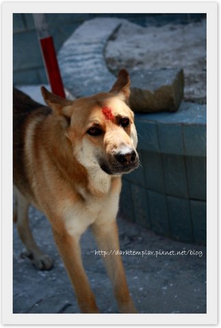1009 The Blood Dog.jpg